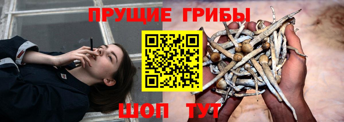 Псилоцибиновые грибы Psilocybe Дивногорск